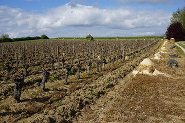 Fototapeta na wymiar rows of vines in vineyard in winter in the Loire valley with hay bales ready to set on fire for warmth