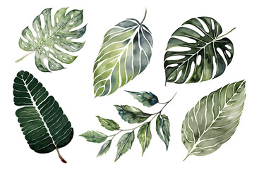 Fototapeta premium Set of watercolor tropical leaves on white background. Green exotic palm leaves, monster, banana leaves. Jungle botanical watercolor illustrations, floral elements.