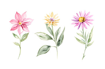 Set pink and yellow wild meadow flowers watercolor painting isolated on white, wildflower