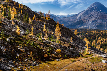 Mountain larch trees in fall colours overlooking a Canadian Rockies valley in Peter Lougheed Provincial Park Alberta along the Chest Lake Hiking Trail near Banff Canada.