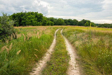 Dirt road in a meadow in the countryside with trees on a cloudy day