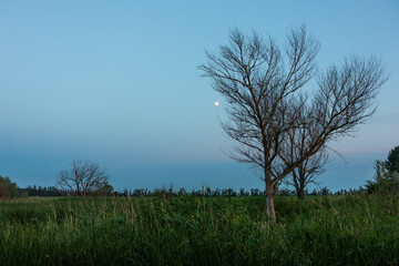 A tree without leaves and a clear sky with a moon over a swamp with reeds on a summer evening