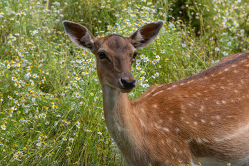 Doe, Le Houga, France