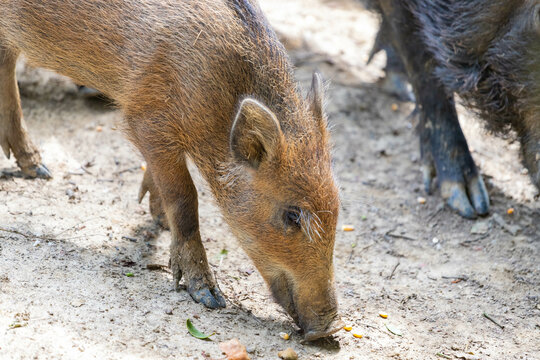 Wild boar, Le Houga, France