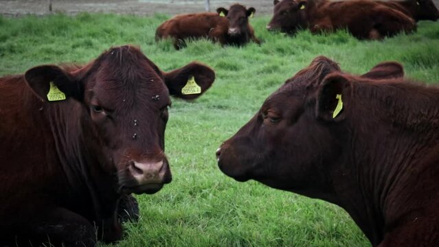 Two brown cows chew grass cud facing each other with flies on their faces