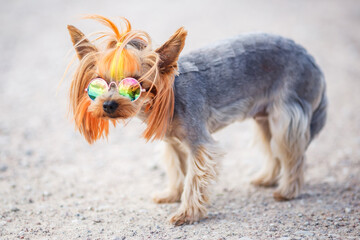 Lovely puppy of Yorkshire Terrier small dog with in rainbow sunglasses on green blurred background