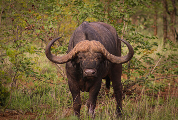 Obraz premium Buffalo dagga boy Kruger national park