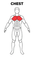 Human Chest muscle male anatomy model vector, perfect for gym illustration, health, medicine and biology lessons.