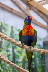 blue and yellow macaw