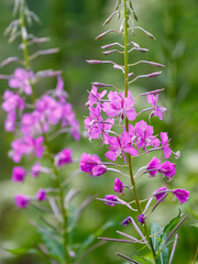 Fireweed (Epilobium angustifolium) in bloom in summer