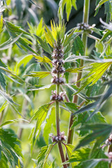 Bee on flowers of Motherwort. Leonurus is a genus of perennial or biennial herbaceous plants of the Lamiaceae family