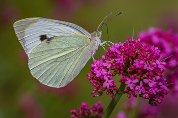 Close up of butterfly Pieris Brassicae
