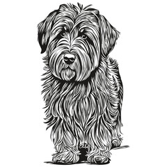 Briard dog outline pencil drawing artwork, black character on white background realistic breed pet