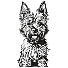 Cairn Terrier dog realistic pencil drawing in vector, line art illustration of dog face black and white realistic breed pet