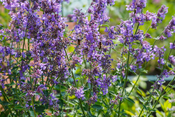 Obraz premium Catnip flowers (Nepeta ) in grass garden. Bee on flowers catnip