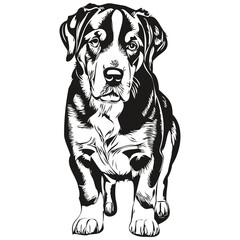 Greater Swiss Mountain dog t shirt print black and white, cute funny outline drawing vector