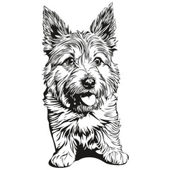 Norwich Terrier dog realistic pencil drawing in vector, line art illustration of dog face black and white realistic breed pet