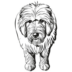 Old English Sheepdog dog face vector portrait, funny outline pet illustration white background sketch drawing