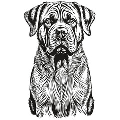 Neapolitan Mastiff dog isolated drawing on white background, head pet line illustration realistic breed pet