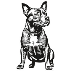 Staffordshire Bull Terrier dog pencil hand drawing vector, outline illustration pet face logo black and white