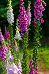 Digitalis ( lat. Digitalis ) is a genus of herbaceous plants. Purple or red foxglove ( Digitalis purpurea ) are valuable medicinal plants © Flower_Garden