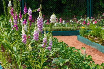 Digitalis ( lat. Digitalis ) is a genus of herbaceous plants. Purple or red foxglove ( Digitalis purpurea ) are valuable medicinal plants © Flower_Garden