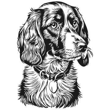 Spaniel English Cocker dog head line drawing vector,hand drawn illustration with transparent background