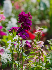 Levkoy , or Mattiola ( lat. Matthiola ) is a genus of annual and perennial herbaceous plants of the Brassicaceae family