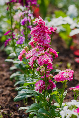 Levkoy , or Mattiola ( lat. Matthiola ) is a genus of annual and perennial herbaceous plants of the Brassicaceae family