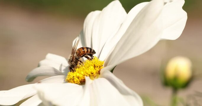 pszczoła na kwiatku kosmosa, onętka, bee on cosmos flower,