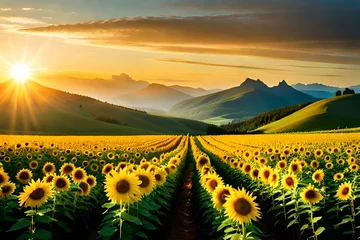 Schilderijen op glas sunflower field with sunset and dark cloudy sky © Johnny arts