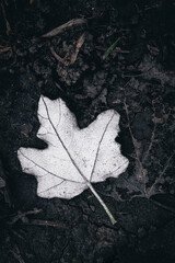 Dry maple leaf