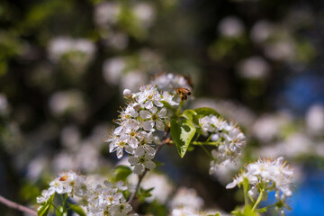 Prunus padus or European bird cherry in the garden in spring