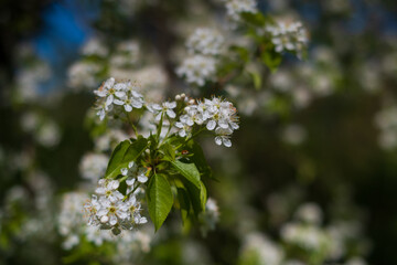 Prunus padus or European bird cherry in the garden in spring
