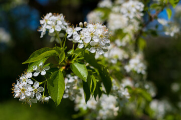 Prunus padus or European bird cherry in the garden in spring