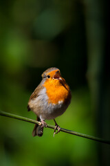 A singing robin red breast perched on a single branch in front of a blurred green background