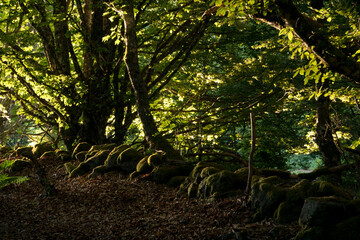 Wall, consisting of stacked stones, overgrown with moss, formed border between France and Germany before First World War, early morning, here and there light falls through the leaves