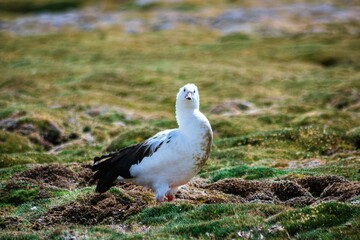 Ave en el pueblo de Putre, Parinacota
