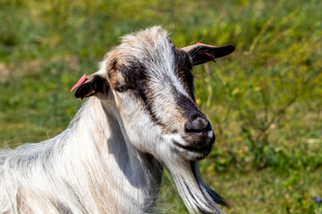 Close up portrait of a white goat with black markings, Image shows a resting mother goat laying down in the middle of a field on a hot summers day 