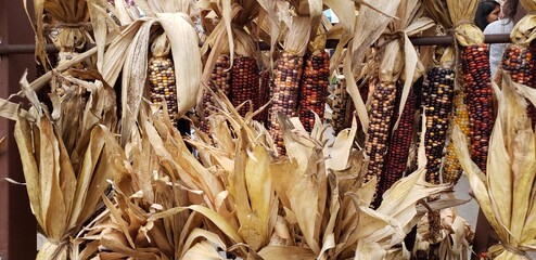 Multiple indian ornamental corn cobs on display