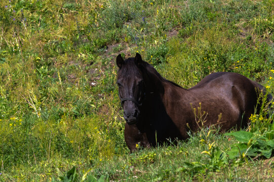 Horse in a valley, image shows a dark bay mare horse in the low ground of a historic moat, with a black leather head collar on walking around exploring