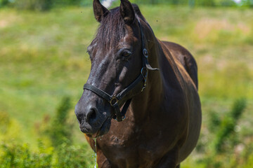 Portrait of a horse, Dark bay coloured mare, horse seen looking slightly left at the camera after...