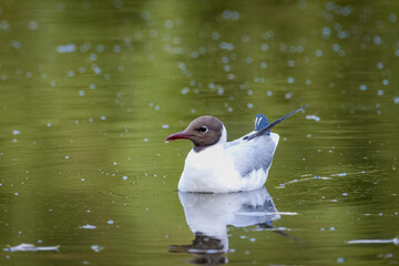Black-headed gull (Chroicocephalus ridibundus) rests on the lake with calm water and reflection on the summer evening.