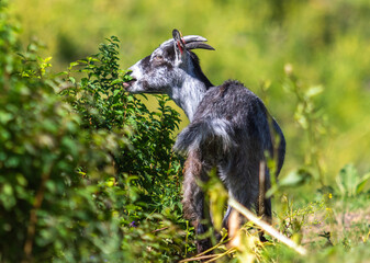 Young goat kid eating shrubs, image shows roughly a year old lone goat in the overgrowth eating the fresh green shrubs. © J.Woolley