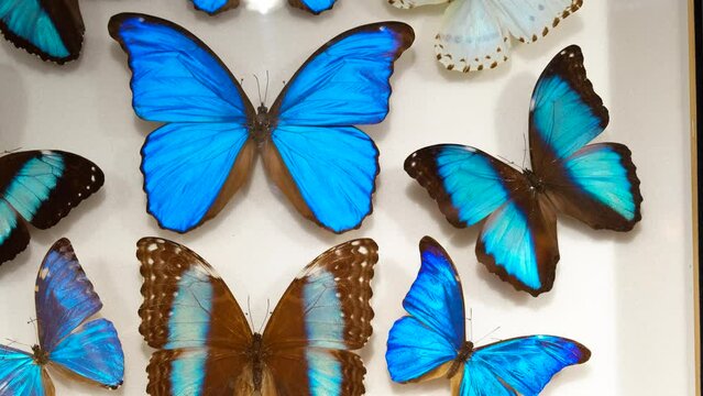 Butterflies morphids. Beautiful blue butterflies under glass.