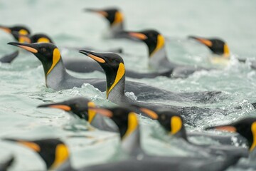 king penguin in the water 