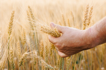 Close-up of an adult man's hands in a barley field, showing the dedication and hard work of a skilled farmer in the agricultural industry.