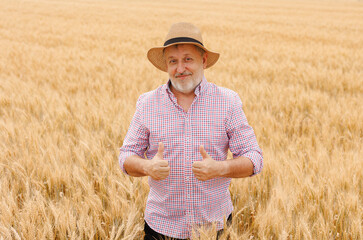 Naklejka na ściany i meble Successful agronomist overseeing the growing wheat plants in a rural scene