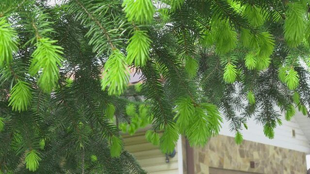 Green needles of a Christmas tree swaying in the wind