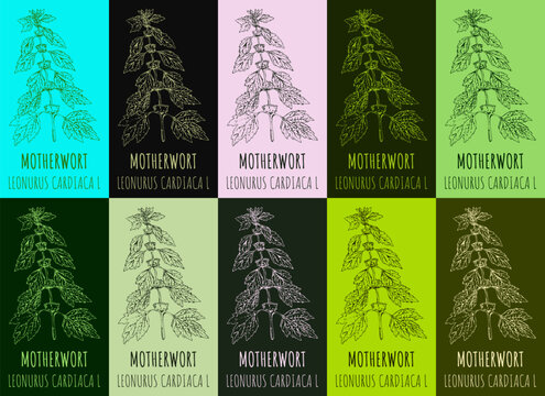 Set of vector drawing MOTHERWORT in various colors. Hand drawn illustration. The Latin name is LEONURUS CARDIACA L.
